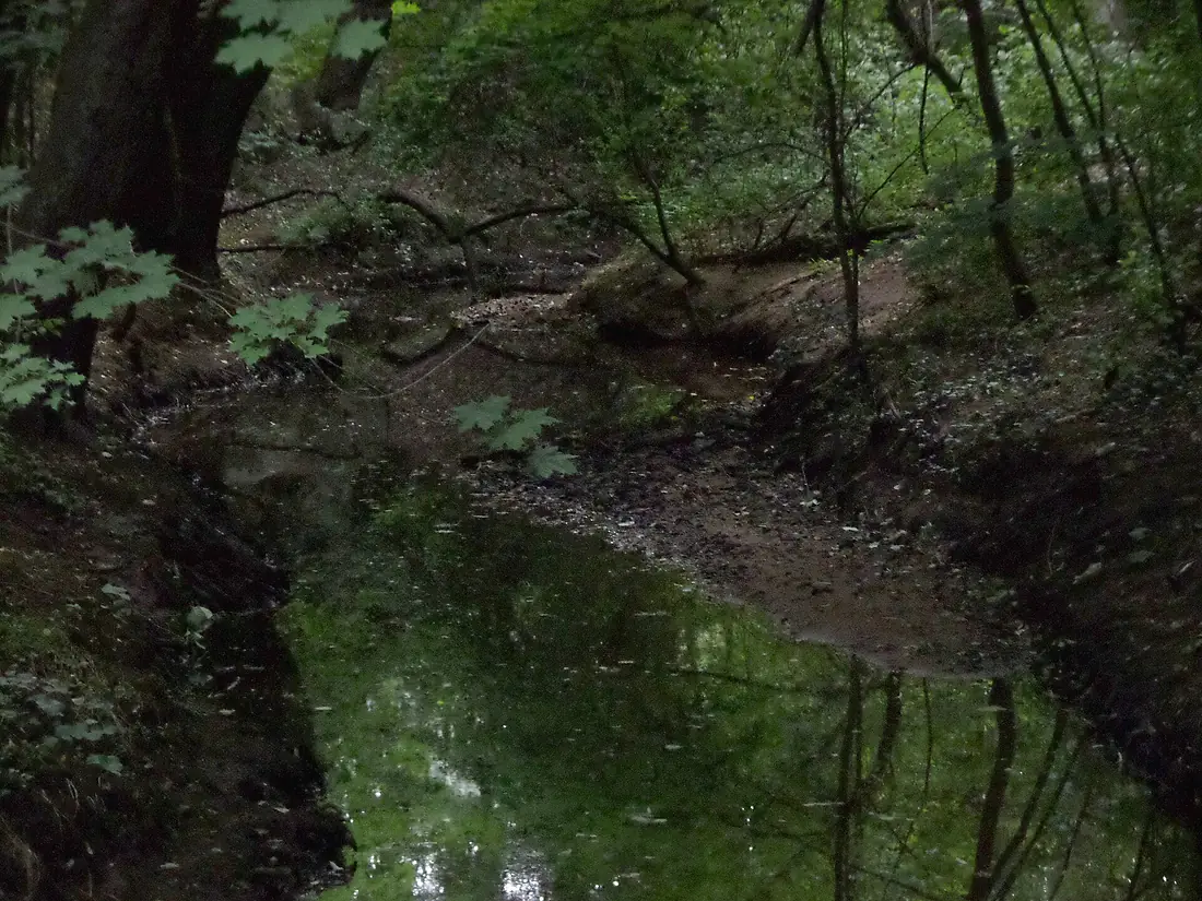 Bitterbach in Kotzenhof 2015-07-09 19.20.18