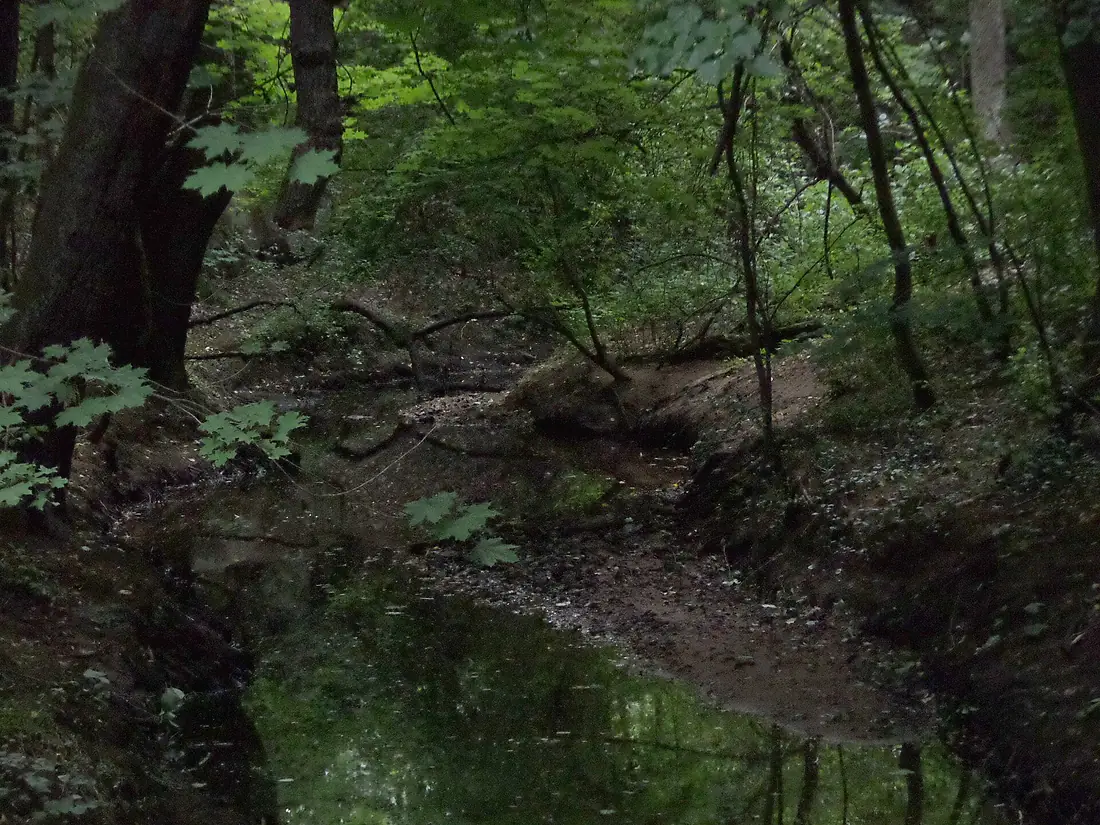 Bitterbach in Kotzenhof 2015-07-09 19.20.23