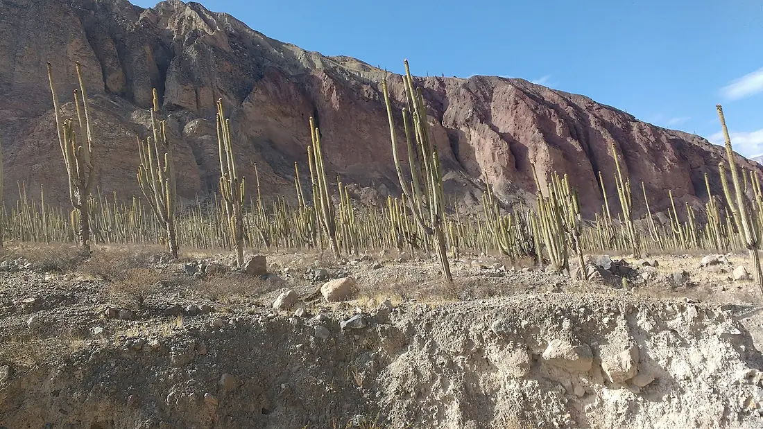 Bosque de cactus de Judío Pampa