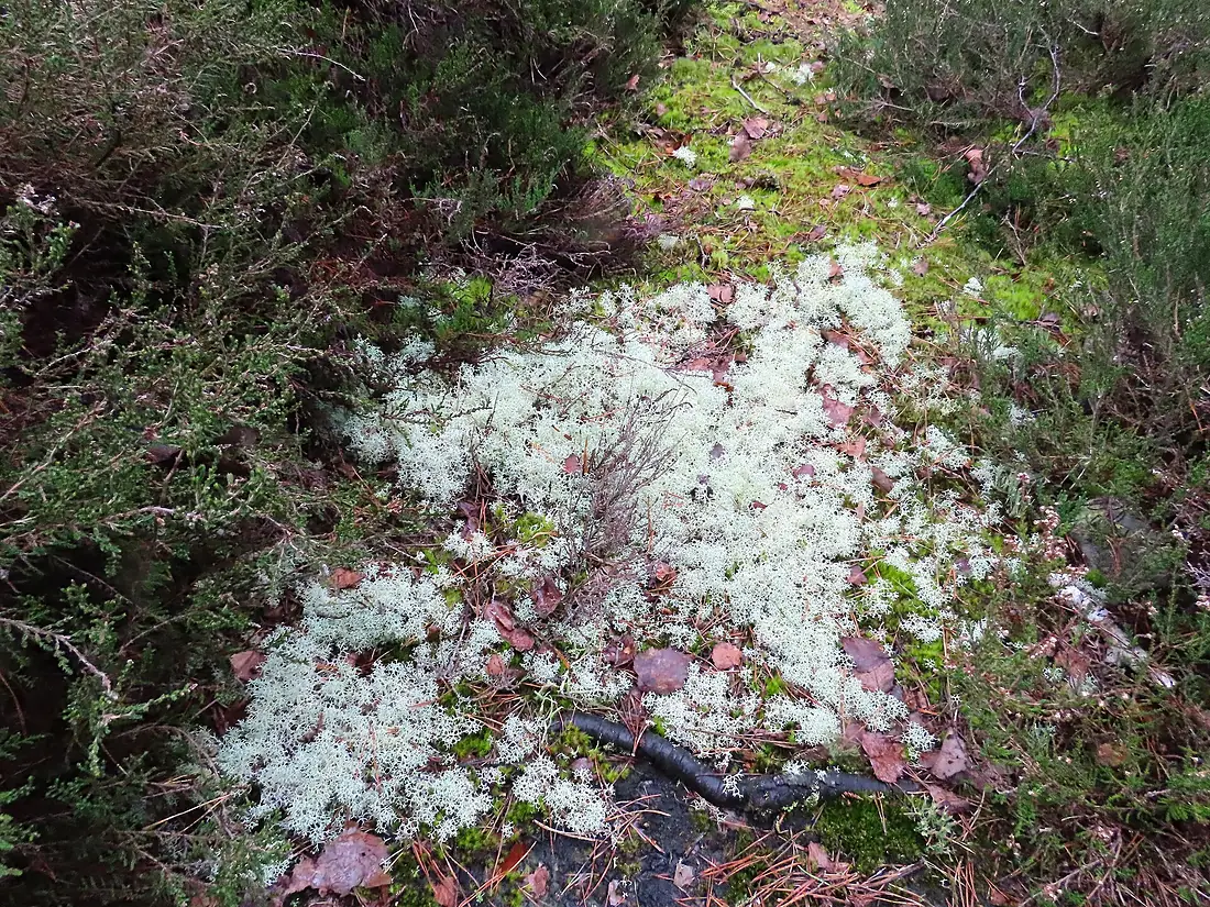 Cladonia @ Gorges d'Apremont 01