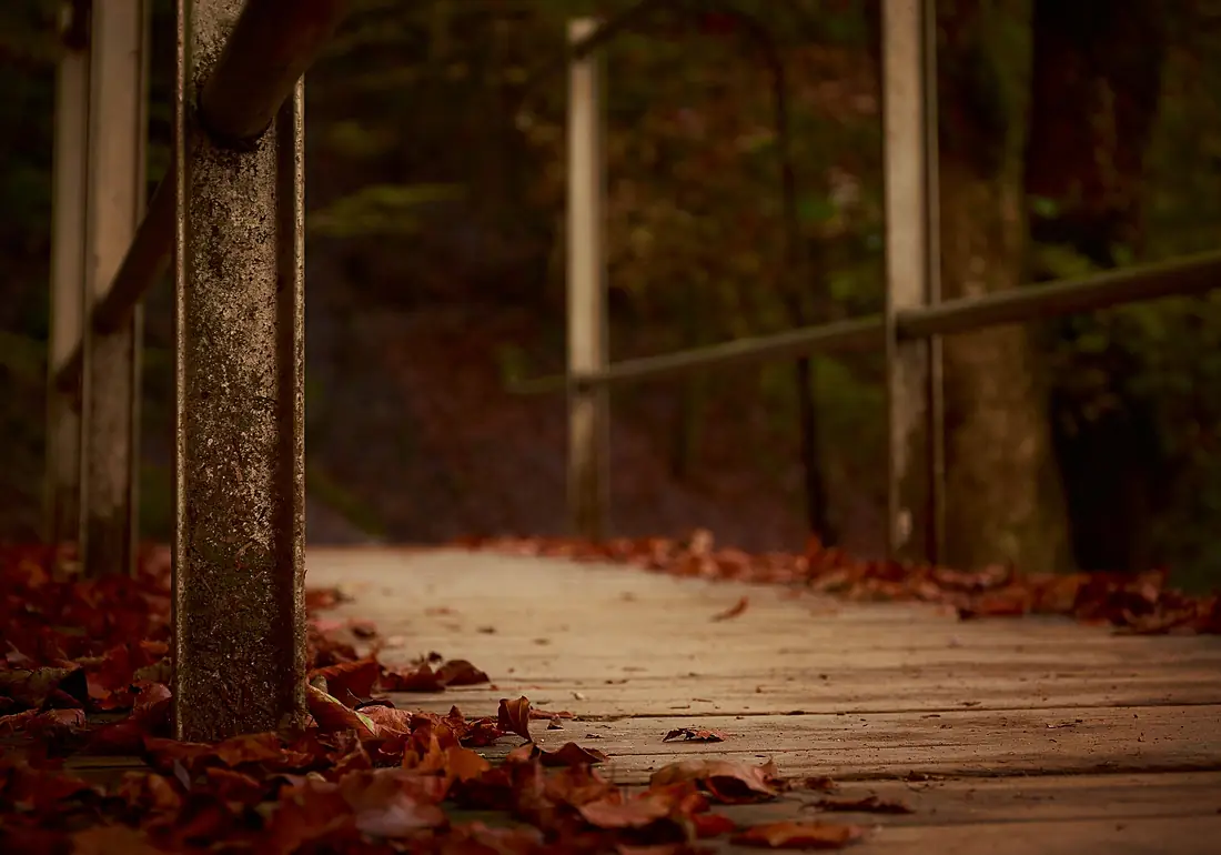 Autumn trail bridge path (Unsplash)