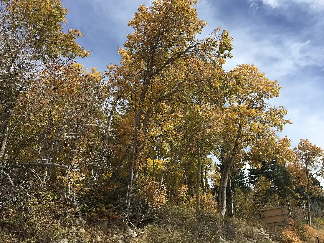 2015-09-29 12 39 53 Cottonwood trees during autumn in Little Cottonwood Canyon, Utah