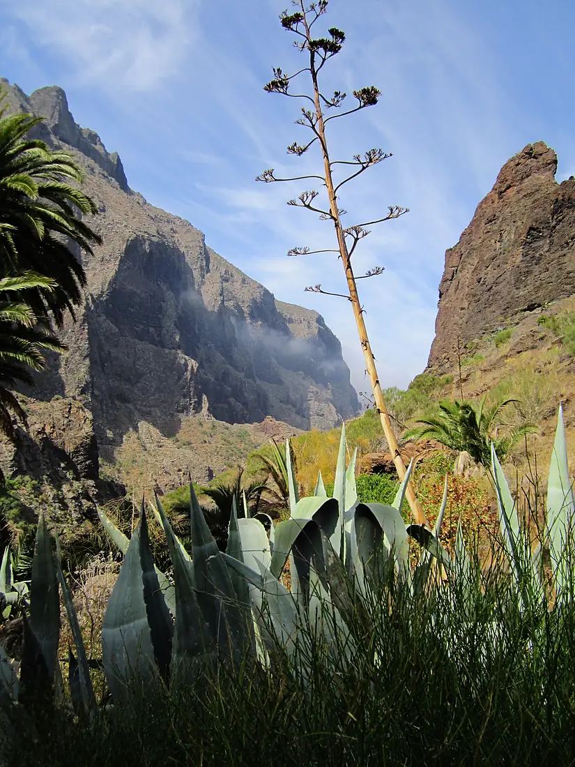 Barranco de Masca 2