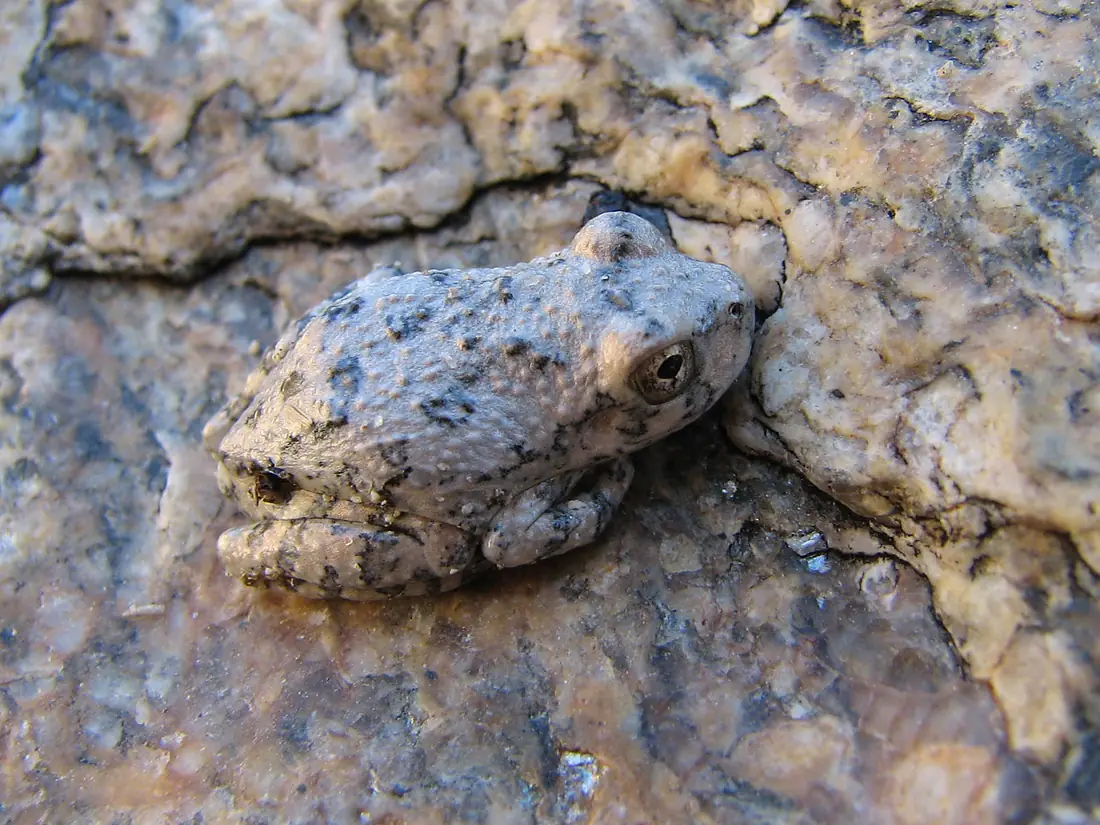 Canyon Treefrog