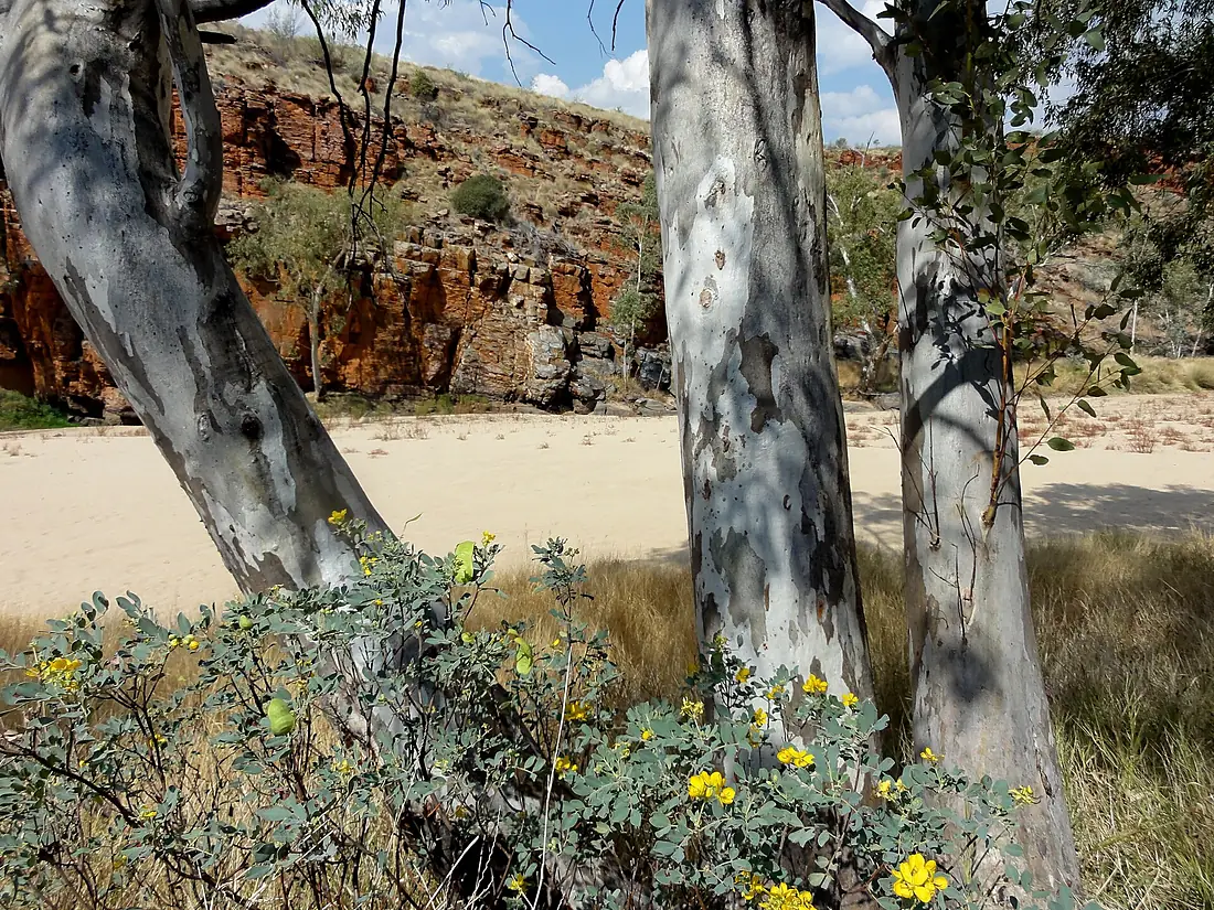 Ormiston Creek - panoramio