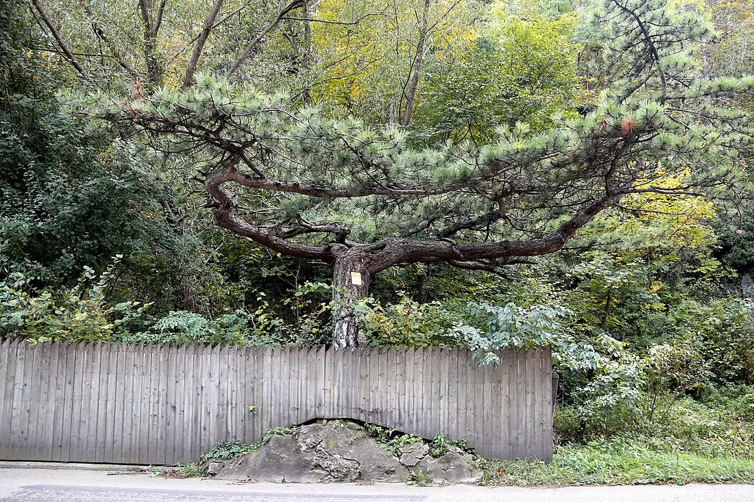 Parapluibaum, Winzendorf 05