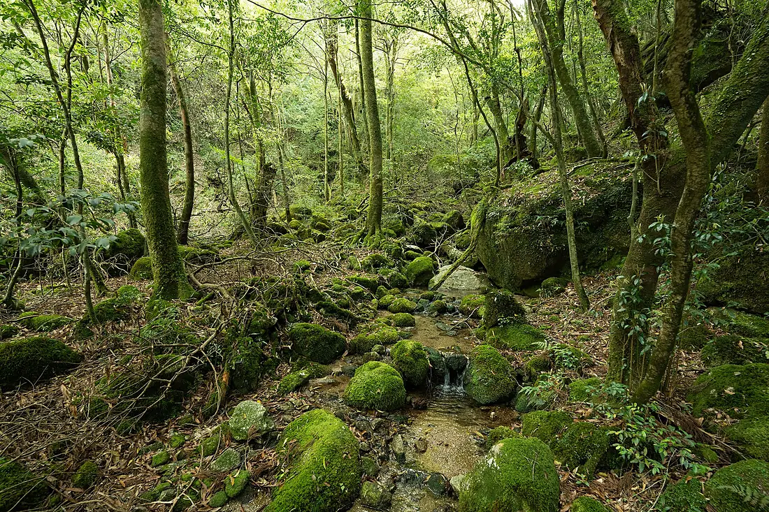 Shiratani Unsui Gorge (52930618707)
