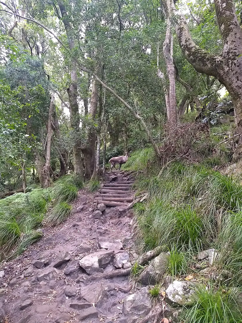 Himalayan tahr in Skeleton gorge on Table Mountain 01 Feb 2018 (1)