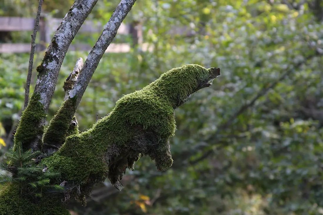 Moosbär-talbachklamm9302