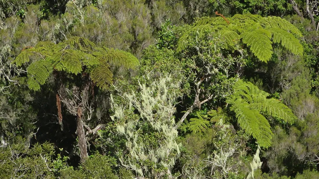 La Réunion Trou-de-Fer2