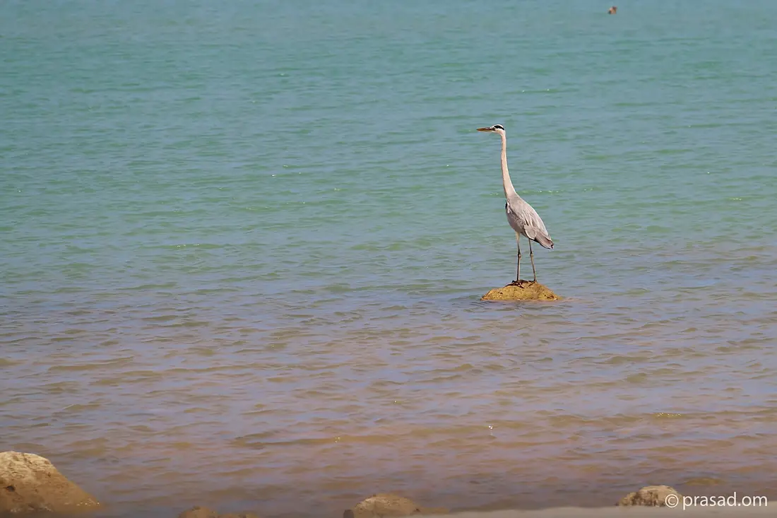 At Wadi Shab (23834494314)