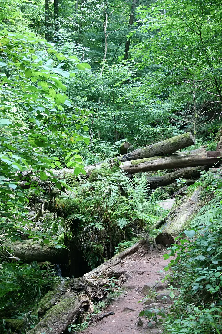 Wolfschlucht (Zwingenberg)