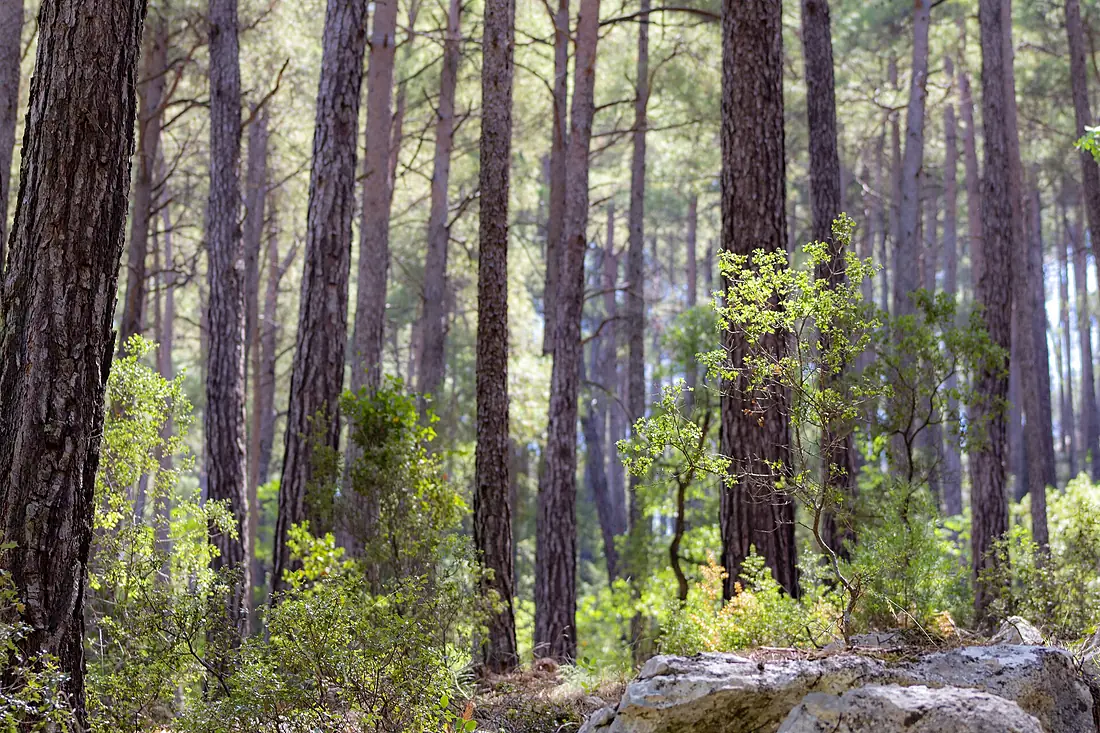 Ağaçlar 2024 yazılı Kanyon Park