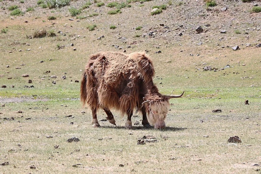 Yak at Yolyn Am 04