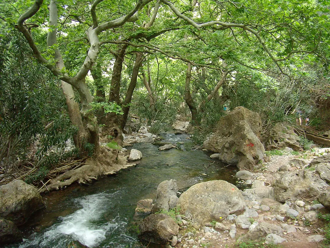Forest in the Zakros Canyon 2 - panoramio